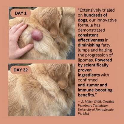 Supplement for Lipomas in Dogs